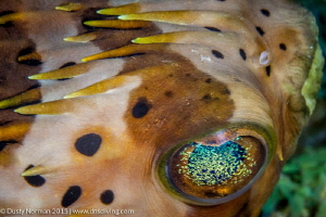 "Green Stars"
Close up of a Bur Fish eye. by Dusty Norman 